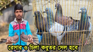 রেসার কবুতর ও চিলা কবুতর বিক্রি হবে || রেসার কবুতর ও চিলা কবুতরের দাম