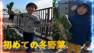 [家庭菜園　冬野菜の収穫]　[Kitchen garden, harvesting winter vegetables]