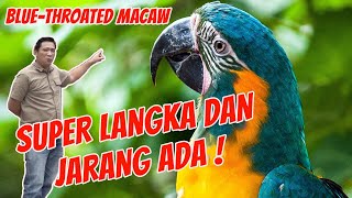 BURUNG MACAW LANGKA DIJUAL DI RAJA PARROT