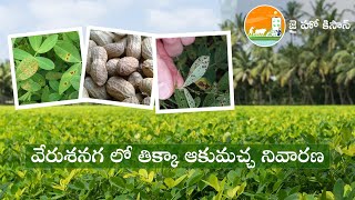 వేరుశనగ లో తిక్కా ఆకుమచ్చ నివారణ | Tikka leaf spot Management in Ground nut  | Jai Ho Kisan