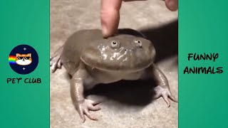 Top 5 Frogs