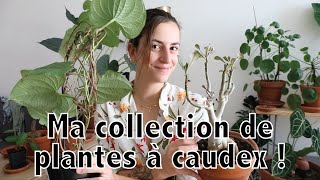 Toute ma collection de caudex au complet !