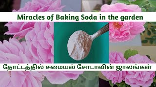 How does  Baking Soda protect the garden?/  சமையல் சோடா தோட்டத்தை எப்படி பாதுகாக்கிறது? #bakingsoda