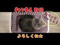 小学生あたりがやりそうな遊び方をするサイベリアン猫｜siberian cat playing strangely with cardboard【サイベリアンのラフィ 110】