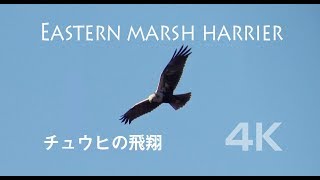 野鳥撮影・ チュウヒの飛翔シーン