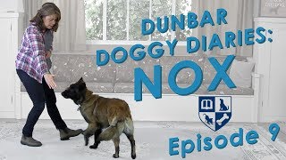 Dunbar Dog Diaries #9 - Position Training Part 1