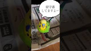 朝のごあいさつ🦜#おしゃべりインコ #セキセイインコ #インコとの暮らし #黄色いインコ #癒し #インコ面白い #birds #仲良しインコ #インコのいる暮らし