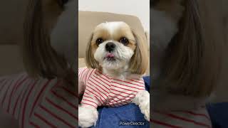 おしゃべりするシーズー #シーズー #시추 #shihtzu #shorts