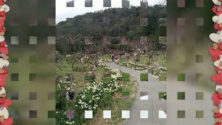 台灣台北陽明山花季_Yangming Mountain Flower Season, Taipei, Taiwan_20190217 (賞花/台北陽明山/台北景點/花現台北)