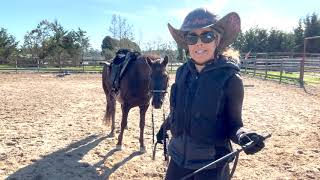 Saddle Gait and Canter - Pacey Rocky Mountain Horse - Fly Boy -Gaited Horse Training