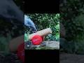 Make a Bamboo Cannon #shorts #diy #crafts