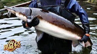 “史前生物”也能养？他在山林深处养鲟鱼，凭借丰富的山泉水资源，让一条鱼价值超过10万元！|「致富经」20230426