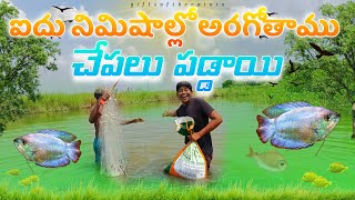 ఐదు నిమిషాల్లో అరగోతాము చేపలు పడ్డాయి🎣🎣🐟#giftsofthenature #village #fishhunting #oldmanfishyng