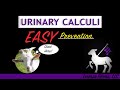 Preventing Urinary Calculi in Sheep and Goats  Simple and Cheap Solution!