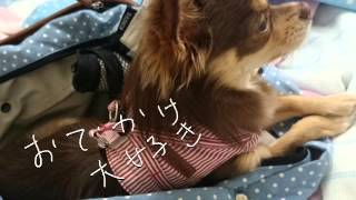 わたし、犬、いぬ　♪杏♪