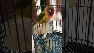 waduh burungnya mau tidur guys....🫠😁😉🤪😘🤩🥰#burunglovebird #lovebird