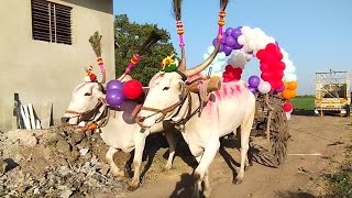 बैलांची सजावट | बैलगाडी सजावट | balloon Bullock cart | pashu premi | bail Pola