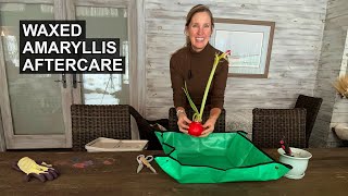 Waxed Amaryllis Aftercare | Tips for Reblooming Amaryllis