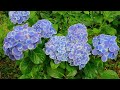 rain falling on hydrangea in the rainy season