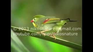 A hyper-fast wild Pekin Robin, Red-billed leiothrix (Leiothrix lutea).