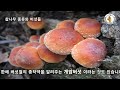 참나무 종류와 버섯 모아보기