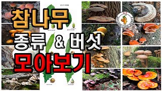 참나무 종류와 버섯 모아보기