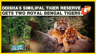 Odisha's Similipal Tiger Reserve To Welcome Two New Royal Bengal Tigers From Maharashtra