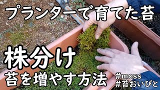 プランターで育てた苔を株分けして、苔を増やす方法【苔】