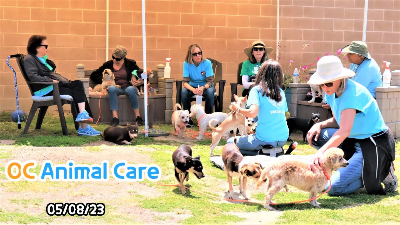 Very Caring Dogs Housepetscare