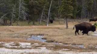 Buffalo in the Firehole Basin Yellowstone 2014