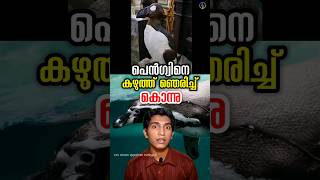 മനസാക്ഷിയില്ലാതെ കഴുത്ത് ഞെരിച്ച് കൊന്ന് മുട്ടയും പൊട്ടിച്ചു great auk the real penguin in malayalam