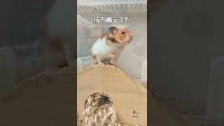 おはようの挨拶をしてくれたハムスター Hamster saying good morning#ハムスターのいる生活 #ゴールデンハムスター #ハムスター #shorts#かわいい