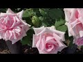 【4k】この平和な風景...神様に感謝（駕与丁バラ園 rose garden）