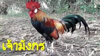 พรานนก ต่อไก่ป่า(เชิงอนุรักษ์)ขุนพลฤดูการนี้