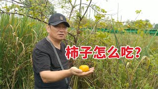 农村柿子成熟，介绍2种红柿子加工方法，你有什么绝招？