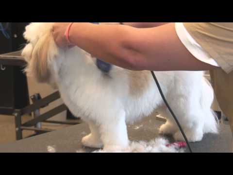 How to Use Clippers when Grooming a Shaggy-Haired Dog : Dog Grooming How to Use Clippers when Grooming a Shaggy-Haired Dog : Dog Grooming