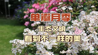 单瓣、地被月季品种盘点——富有野趣、贴近自然，享受生态文明和绿色生活之美