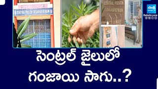 Ganja Cultivation in Visakhapatnam Central Jail ? | Vizag Central Jail |@SakshiTV