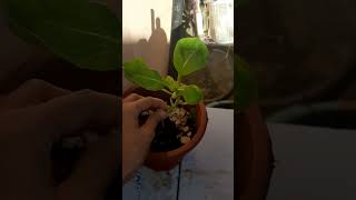 OMG! my pakchoi plant is growing again|3rd harvest for this plant|One seed is very worth it