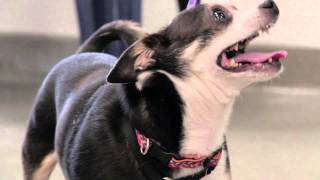 Allergy Drops for Dogs Train Immune System