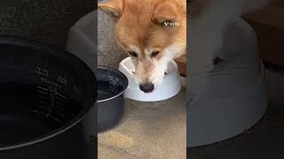 〔雑種犬〕ご飯を食べたら、水分もしっかり摂りましょうね(^ ^)