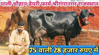 75 वाली 28 हजार रूपए 😱 22 Letter Milk 👌 Top Class 7 Sahiwal Rathi Jersey Cross Breed Cow For Sale