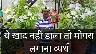 मोगरा के पौधे पर हजारों फूल लेने का तरीका रामविलास जी से सीख लिया || Mogra plant fertilizer