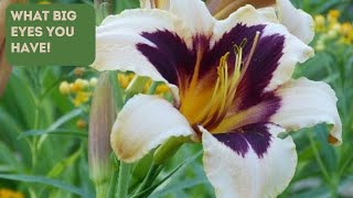 Daylily Eyezones: Eye-Candy for Your Garden