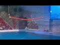 dolphinarium dubai dolphin show