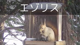 エゾリス＜札幌近郊の野鳥＞