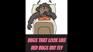 Bugs that Look Like Bed Bugs But Can Fly.😃 Learn the Top 3 in this under 1 minute Summary!😃 #shorts