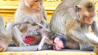 Wow!! Very good to see a small monkey MARIA start to learn to walk out from mom MARILY.