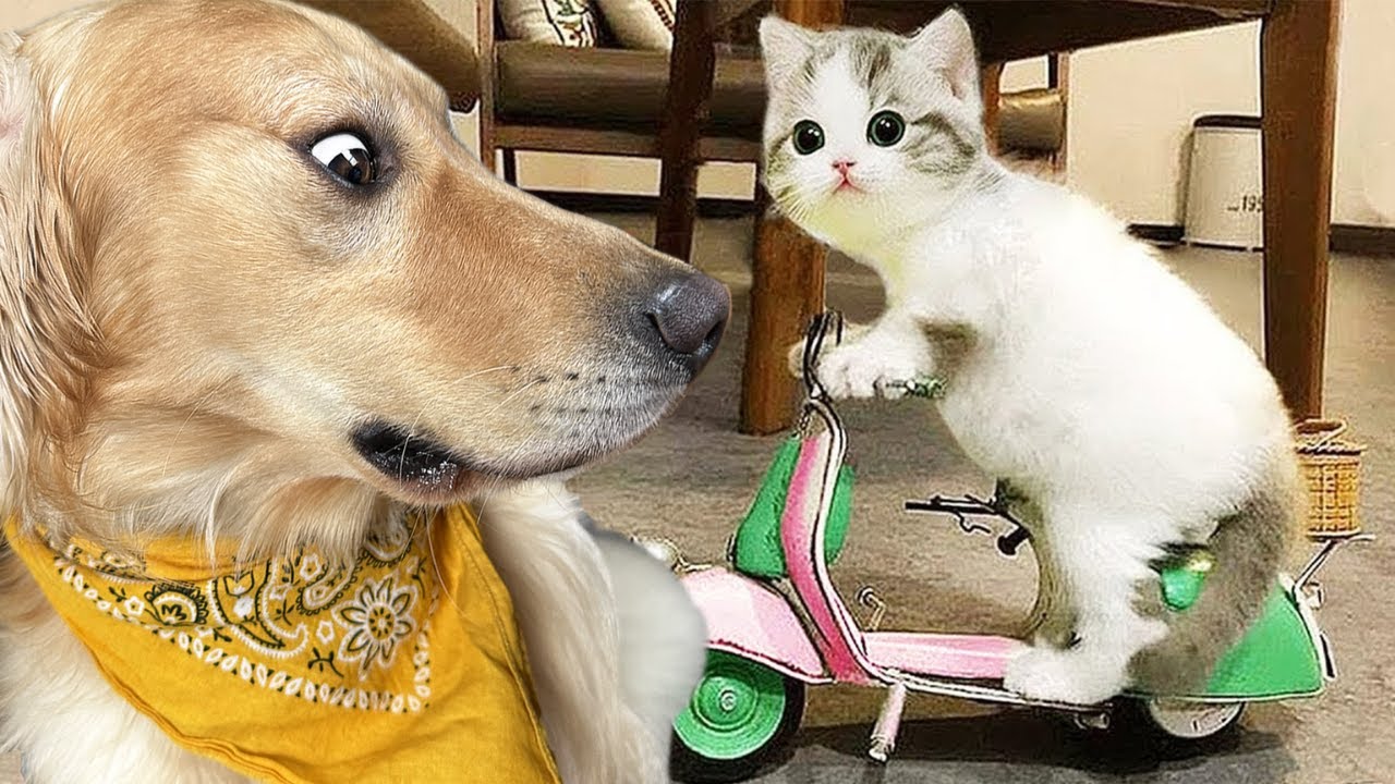 Dog Reacts To World S Funniest Pets Youtube