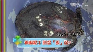 【呼叫妙博士】預告 - 20160520 - 有塑 - 龜不了家